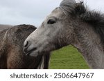 horese ireland nature wildlife animal face