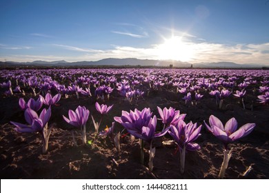 A Horizon Of Saffron Flowers In Farm