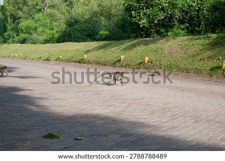 A horizontal action shot of a wild monkey moving rapidly over asphalt with a green grass background.