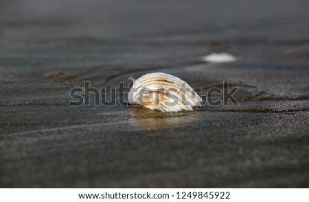 horizontal aerial photography: close up of an Atlantic beach dark sand sand, with a white shell on top, and water foam, with room for text, outdoors on a sunny summer day in the Gambia, Africa
