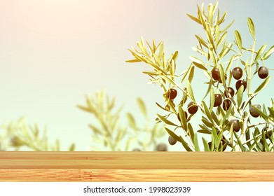 Horizontal agriculture banner with ripe black olives on olive tree and empty wooden table top. Olive branch close up and wood countertop on sunny background. Mock up template. Copy space for text