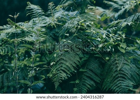 Horizontal background of green fern leaves, other plants and white flowers. Texture of leaves. Concept of nature and forest