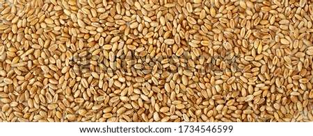 horizontal background, wheat grain texture, natural dry grain on all image, macro shot. Web banner for the site. Close up. harvesting