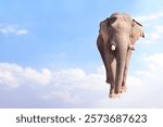 Horizontal banner with elephant above clouds on blue sky background. Cute elephant in the sky. Fantastic scene with an elephant walking on the clouds. Mock up template. Copy space for text