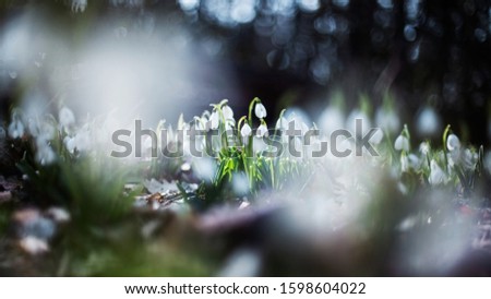 Horizontal banner with first spring snowdrops.  Beautifully blooming in the forest