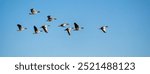 Horizontal banner with flock of greylag geese (Anser anser) flying in a clear blue sky. The migratory birds are captured mid-flight, gliding in a tight formation as they journey across the open sky.