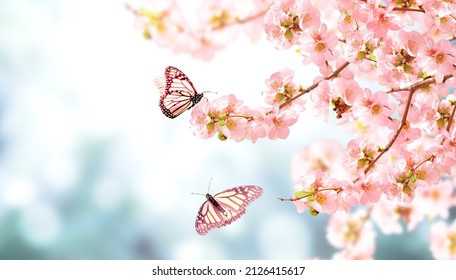 Horizontal banner with Japanese Quince flowers  and two Monarch butterfly on sunny backdrop. Beautiful nature spring background with a branch of blooming Quince and butterflies. Copy space for text - Shutterstock ID 2126415617