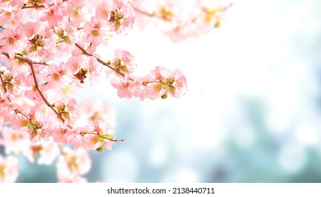Horizontal banner with Japanese Quince flowers (Chaenomeles japonica) of pink color on sunny blue sky. Beautiful nature spring background with a branch of blooming Quince. Copy space for text