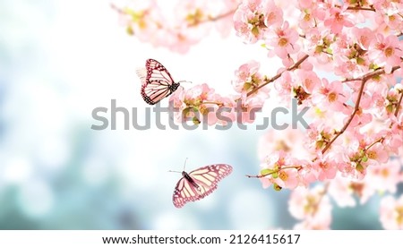Horizontal banner with Japanese Quince flowers  and two Monarch butterfly on sunny backdrop. Beautiful nature spring background with a branch of blooming Quince and butterflies. Copy space for text