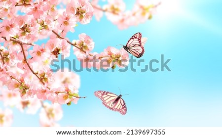 Horizontal banner with Japanese Quince flowers  and two Monarch butterfly on blue sky backdrop. Beautiful nature spring background with a branch of blooming Quince and butterflies. Copy space for text
