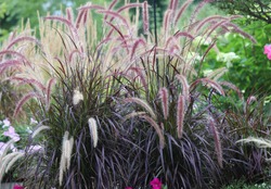 Horizontal Banner Of Mesmerizing Purple Fountain Ornamental Grasses Waving In The Hot Summer Afternoon Sun, Chicago Suburb, Zone 5
