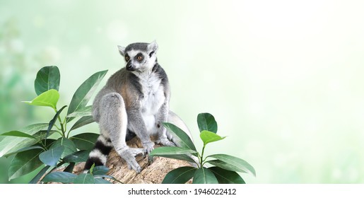 Horizontal banner with Ringtailed lemur on a branch in a rainforest. On blurred background with Lemur catta and tropical leaves. Copy space for text. Mock up template