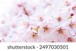 Horizontal banner with sakura flowers of pink color on sunny backdrop. Beautiful nature spring background with a branch of blooming sakura. Sakura blossoming season in Japan