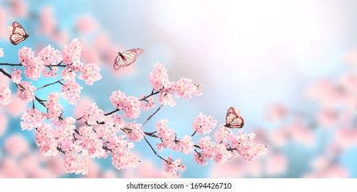 Horizontal banner with sakura flowers of pink color and three butterflies on sunny backdrop. Beautiful nature spring background with a branch of blooming sakura. Copy space for text