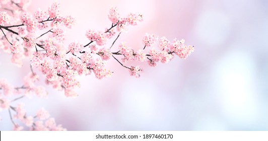 11,091 Sakura banner Stock Photos, Images & Photography | Shutterstock