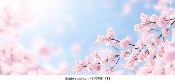 Horizontal banner with sakura flowers of pink color on sunny backdrop. Beautiful nature spring background with a branch of blooming sakura. Sakura blossoming season in Japan