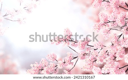Horizontal banner with sakura flowers of pink color on misty backdrop. Beautiful nature spring background with a branch of blooming sakura. Sakura blossoming season in Japan