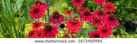 Horizontal banner of salsa red coneflowers, echinacea, in a Midwest garden 