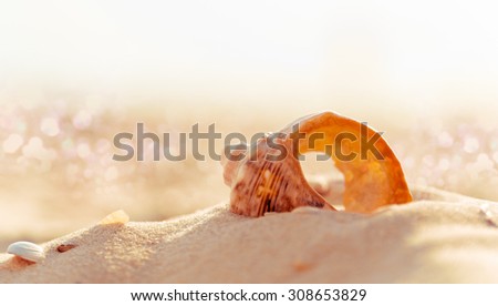 Horizontal banner with a sea shell on the beach closeup. Seashell on sandy beach in summer, soft light effect and blurred background.