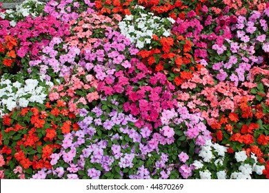Horizontal bed of flowers