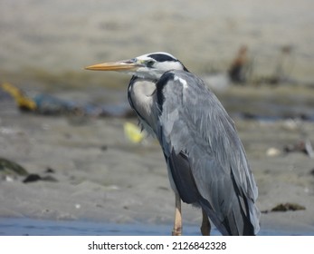 Horizontal, Behave, Colour Image, Ardeidae, Tanzanian, East Africa, Tz, Snail, Egret, Standing, Grey, Serengeti, White, Safari, Wild, No People, Animal, Ardea Cinerea, African, Nature, Wildlife, Wild 