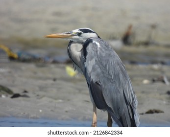 Horizontal, Behave, Colour Image, Ardeidae, Tanzanian, East Africa, Tz, Snail, Egret, Standing, Grey, Serengeti, White, Safari, Wild, No People, Animal, Ardea Cinerea, African, Nature, Wildlife, Wild 