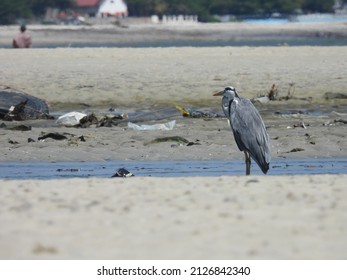 Horizontal, Behave, Colour Image, Ardeidae, Tanzanian, East Africa, Tz, Snail, Egret, Standing, Grey, Serengeti, White, Safari, Wild, No People, Animal, Ardea Cinerea, African, Nature, Wildlife, Wild 