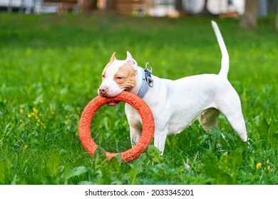 Pitbull Baby Images Stock Photos Vectors Shutterstock