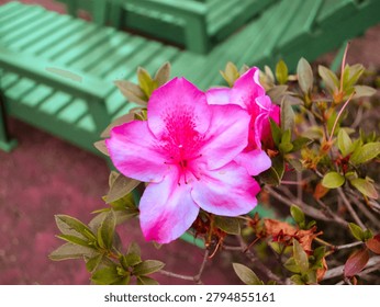A horizontal close up capturing a single bright pink azalea rhododendron flower blooming beautifully amidst rich wet green garden foliage.