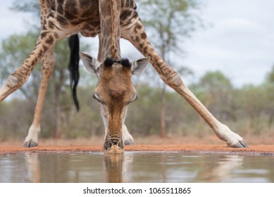 A horizontal, close up colour image of a giraffe, Giraffa camelopardalis, drinking at a photographic hide in Karongwe Game reserve, South Africa. - Powered by Shutterstock