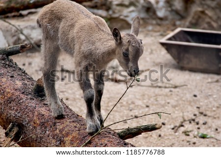Horizontal close –up image with selective focus in warm colors of a two Ovis aries cycloceros (Bukhara Urial) newly born baby yeanlings playing around