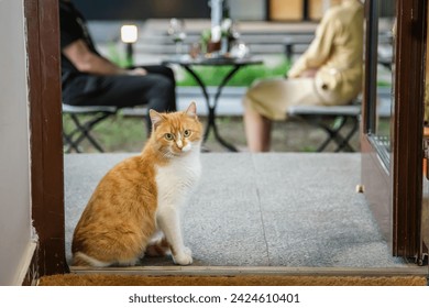 Horizontal close up image of a two ginger red kittens one with white chest standing in front of a doorway and other in the background. Tiny kitty alone at home. Funny red kitten. Sweet adorable ginger