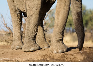 Elephant Toenails - The largest elephant recorded was one shot in ...