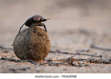 A horizontal, close up, colour photo of a reddish dung beetle on top of its meticulously rolled ball of dung, checking direction in the Greater Kruger Transfrontier Park, South Africa. 