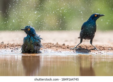 A horizontal, close up, eye level colour image of a two Cape glossy starlings birds, spraying water droplets while bathing, South Africa.