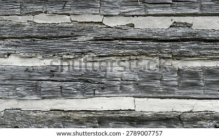 A horizontal close up of a weathered log cabin wall with flat rough cracked splintered logs showing wood grain and knot holes. The white wide cracked chinking fills the spaces between the logs, with a rusty nail in the chinking and a non rusty nail in one log.