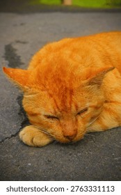 A horizontal close-up of a drowsy ginger tabby cat lying down outdoors. The cat is looking at the camera with squinted eyes, featuring a soft-focus background and a clear view of its paw pads and facial whiskers