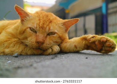 A horizontal close-up of a drowsy ginger tabby cat lying down outdoors. The cat is looking at the camera with squinted eyes, featuring a soft-focus background and a clear view of its paw pads and facial whiskers