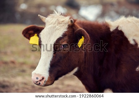 Horizontal close-up image of head of crying brown cow with horns and yellow marks on ears