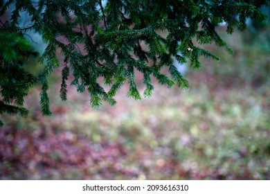 Horizontal close-up picture of a green spruce tree branch at autumn daytime. selective focus background. 