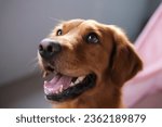 Horizontal close-up portrait of the muzzle of a dog of the Golden Retriever breed with an open mouth, he looks to the side. Cute and friendly dog, mascot for a veterinary clinic or pet store.