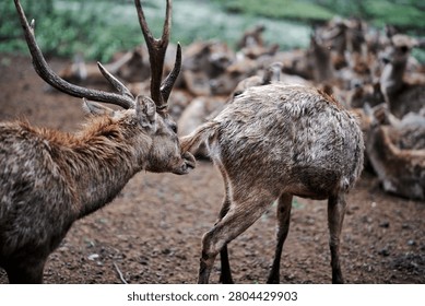 A horizontal, close-up shot capturing an authentic social interaction between two brown deer in a clearing. In the foreground, a mature male stag with large, multi-pointed antlers stands on the left in side profile, leaning forward to investigate and sniff the hindquarters and lifted tail of another deer standing on the right. The sharp selective focus highlights the coarse, thick, and slightly wet textures of their brown fur coats, emphasizing the raw nature of the interaction. In the softly blurred background, the rest of the large herd can be seen resting across the earthy, dark soil ground, creating a beautiful shallow depth of field that keeps the focal pair sharply defined. The cool, diffused natural light accentuates the organic tones, capturing an instinctual behavioral moment inside a protected wildlife sanctuary habitat.