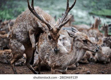 A horizontal, close-up shot capturing an intimate moment of wildlife behavior between two deer within a sanctuary environment. In the immediate foreground, a majestic male stag with large, multi-pointed antlers is seen mounting a female doe. The sharp, selective focus highlights the rich, coarse textures of their dark brown fur and the intense, natural dynamic of the interaction. In the softly blurred background, other members of the larger herd can be seen resting on the earthy ground, creating a shallow depth of field that keeps the central pair prominently framed. The cool, diffused natural daylight accentuates the raw essence of animal instinct and reproduction, offering an authentic glimpse into the seasonal life cycles of wild fauna.