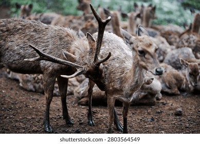 A horizontal, close-up shot capturing a tender moment of social interaction between two deer in a sanctuary setting. In the foreground, a mature male stag with prominent, dark multi-pointed antlers leans in to gently groom the neck and shoulder of a female doe standing alongside him. The sharp selective focus highlights the coarse, wet textures of their brown coats and muddy legs, contrasting beautifully against the soft-focus backdrop. In the background, the rest of the large herd rests on the earthy ground, creating a shallow depth of field that emphasizes the main pair. The cool, diffused natural light accentuates the authentic details of wild fauna behavior, evoking a sense of calm, connection, and instinctual bond within their natural community habitat.