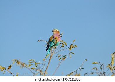 A Horizontal Closeup Shot Of A Roller (Coraciidae) Sitting On The Branch