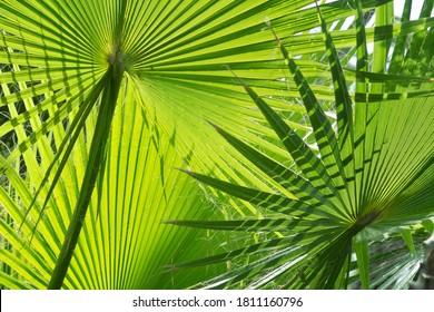 Horizontal close-up shot of two palm leaves overlapping each other. Foto Stock