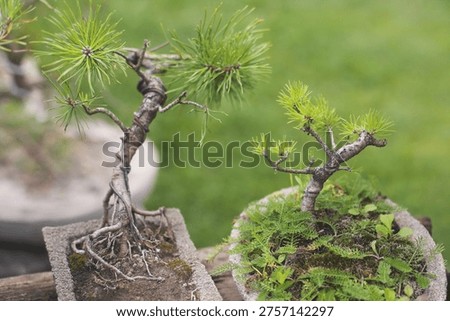 A horizontal close-up shot of two small bonsai trees in the early stages of growth; the left tree is a young pine with long needles and a wired trunk for shaping, while the right one is a smaller deciduous or larch-like sapling, both planted in rustic grey stone containers with moss and small ferns, set against a soft green grass background.