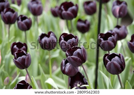 Horizontal close-up of a stunning flowerbed featuring lily-flowered bi-color white and pink tulips 'Marilyn' with a black descriptive variety tag.