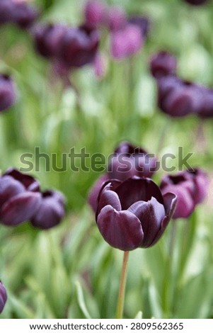 Horizontal close-up of a stunning flowerbed featuring lily-flowered bi-color white and pink tulips 'Marilyn' with a black descriptive variety tag.