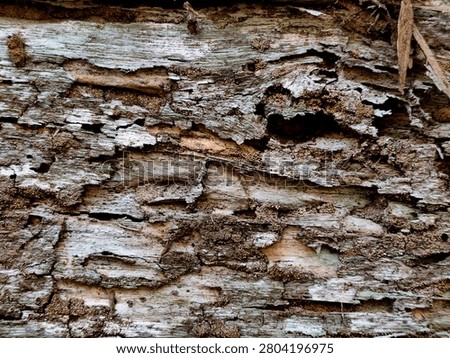 Horizontal close-up texture of decaying weathered wood bark with rough details and organic rot patterns